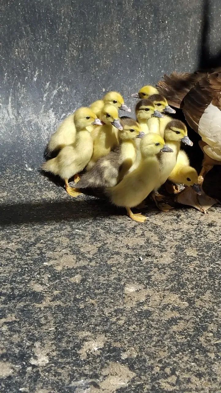 Patinhos 