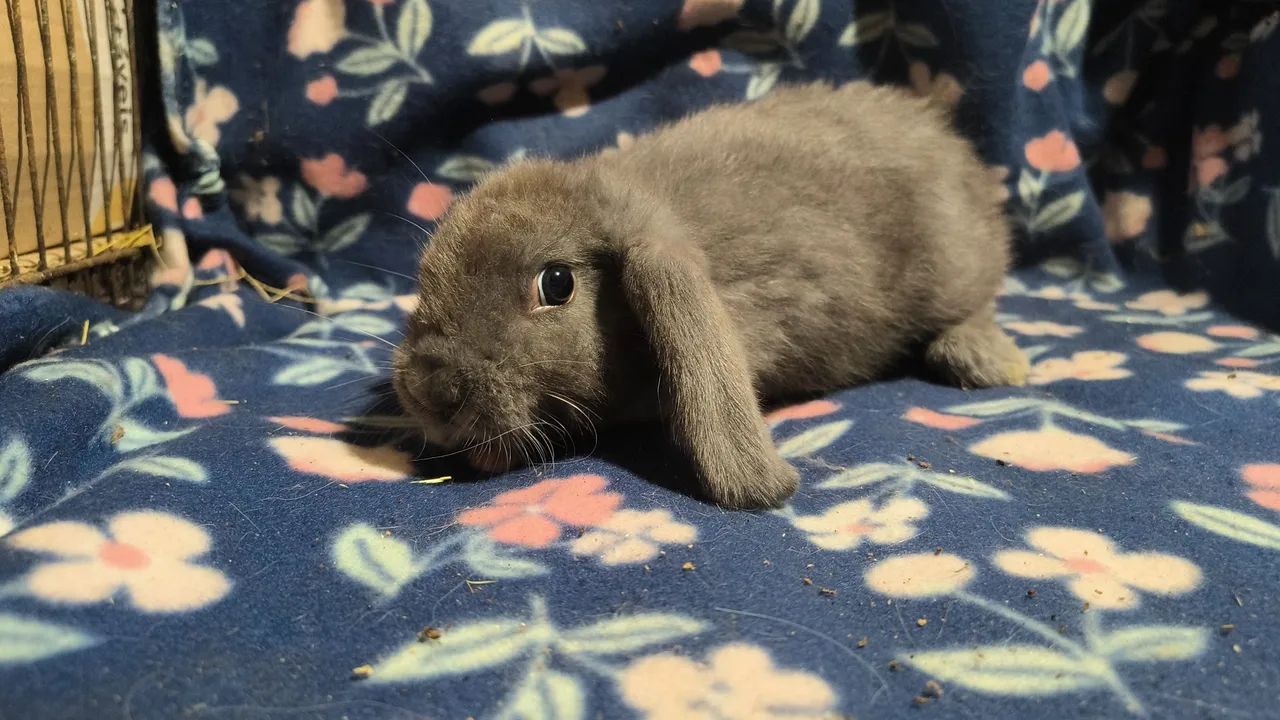 Mini lop Netherland dwarf e skinny pig porquinhos da india 