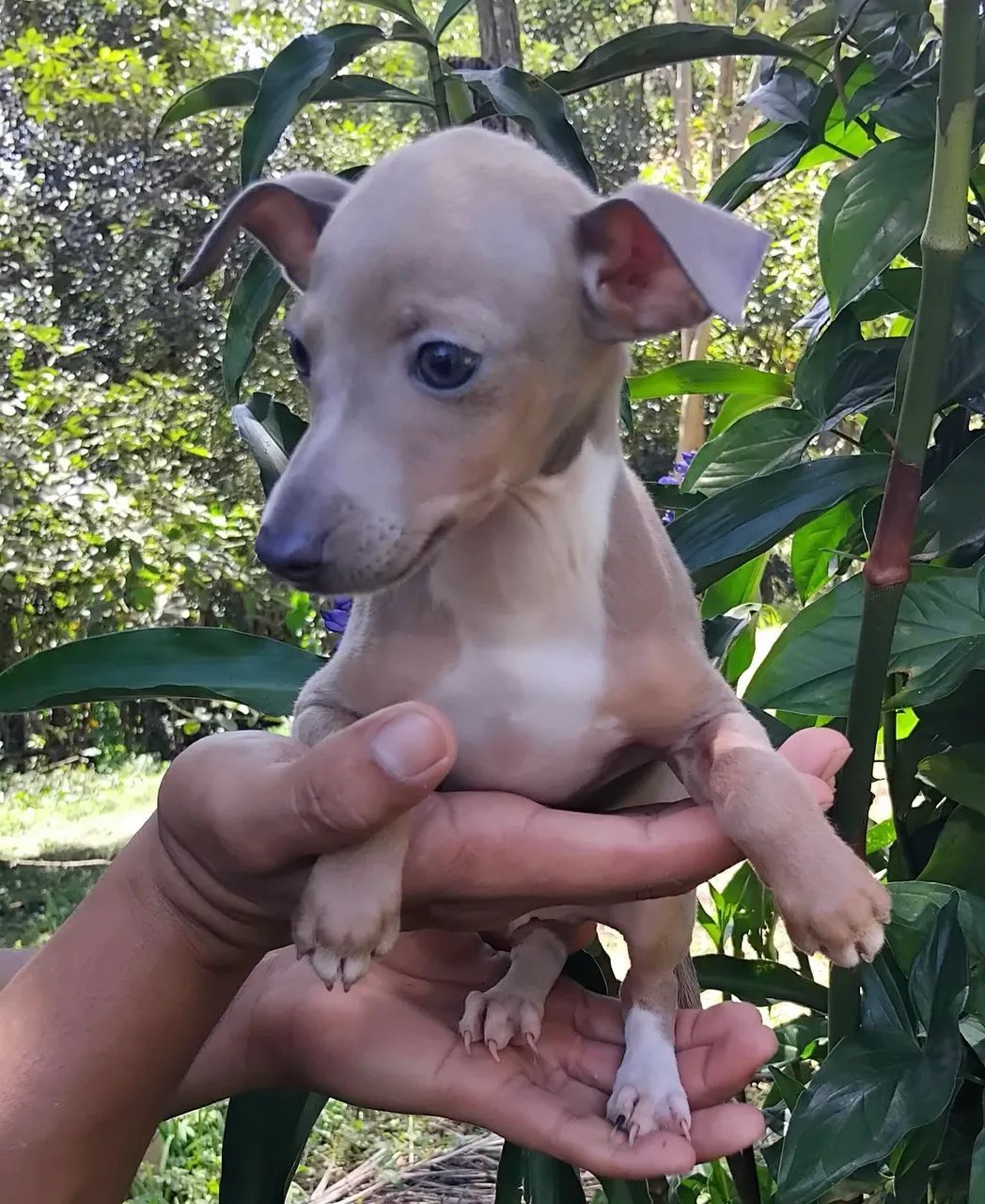 Sofisticação e beleza: Galgo Italiano machos - Foto 2