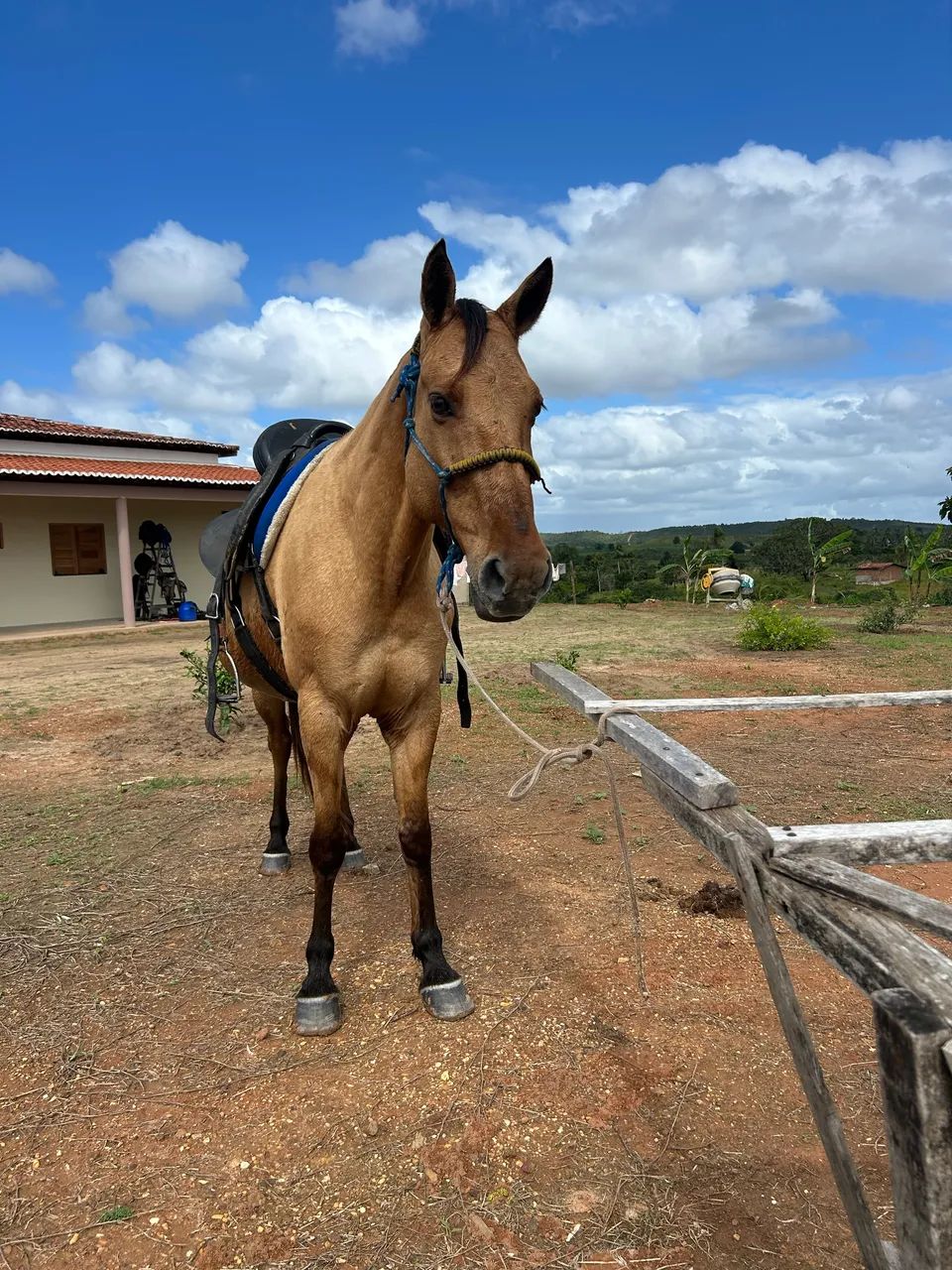 Vendo égua Mangalarga 