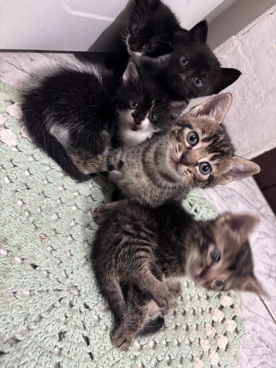 Gatos para doação  - Foto 2