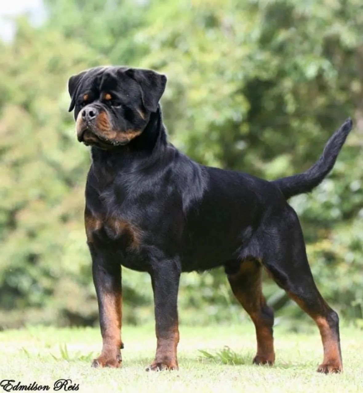 Filhotes de Rottweiler 