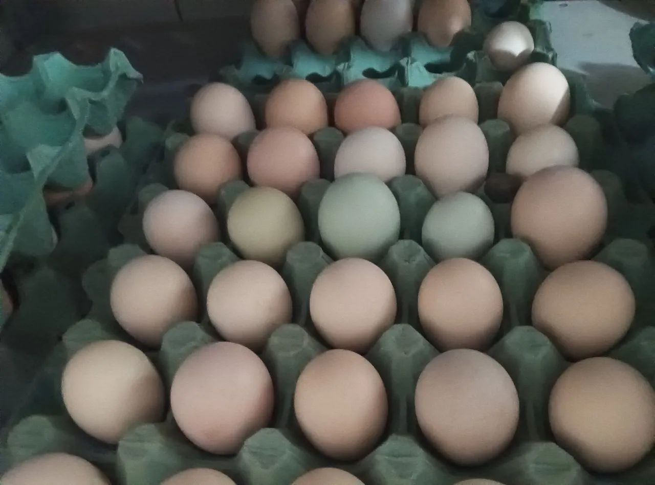 Dúzia de ovos de galinha caipira azuis e vermelhos - Foto 3