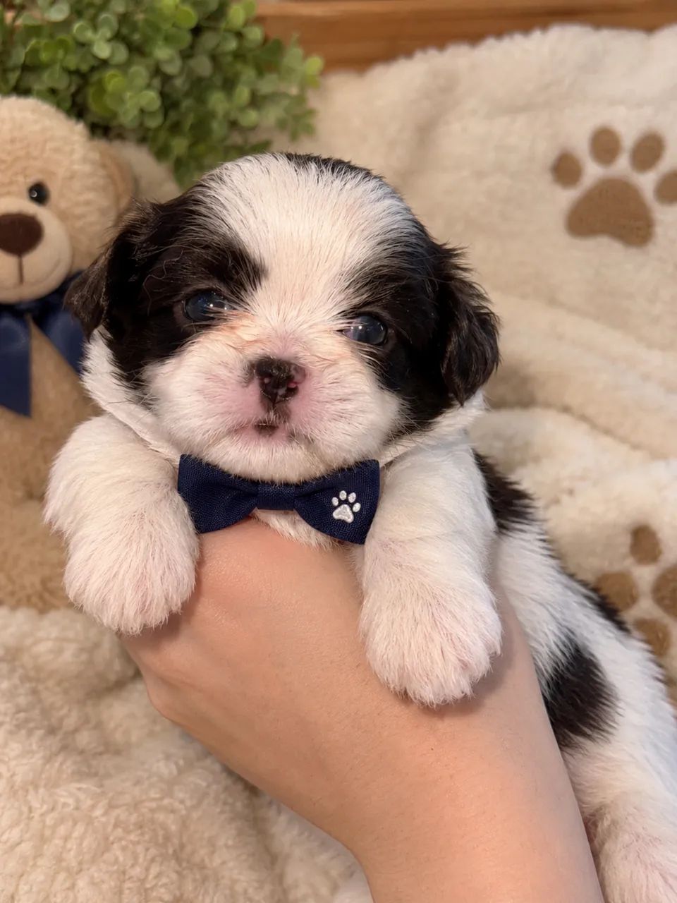 Shih-tzu disponíveis  - Foto 4