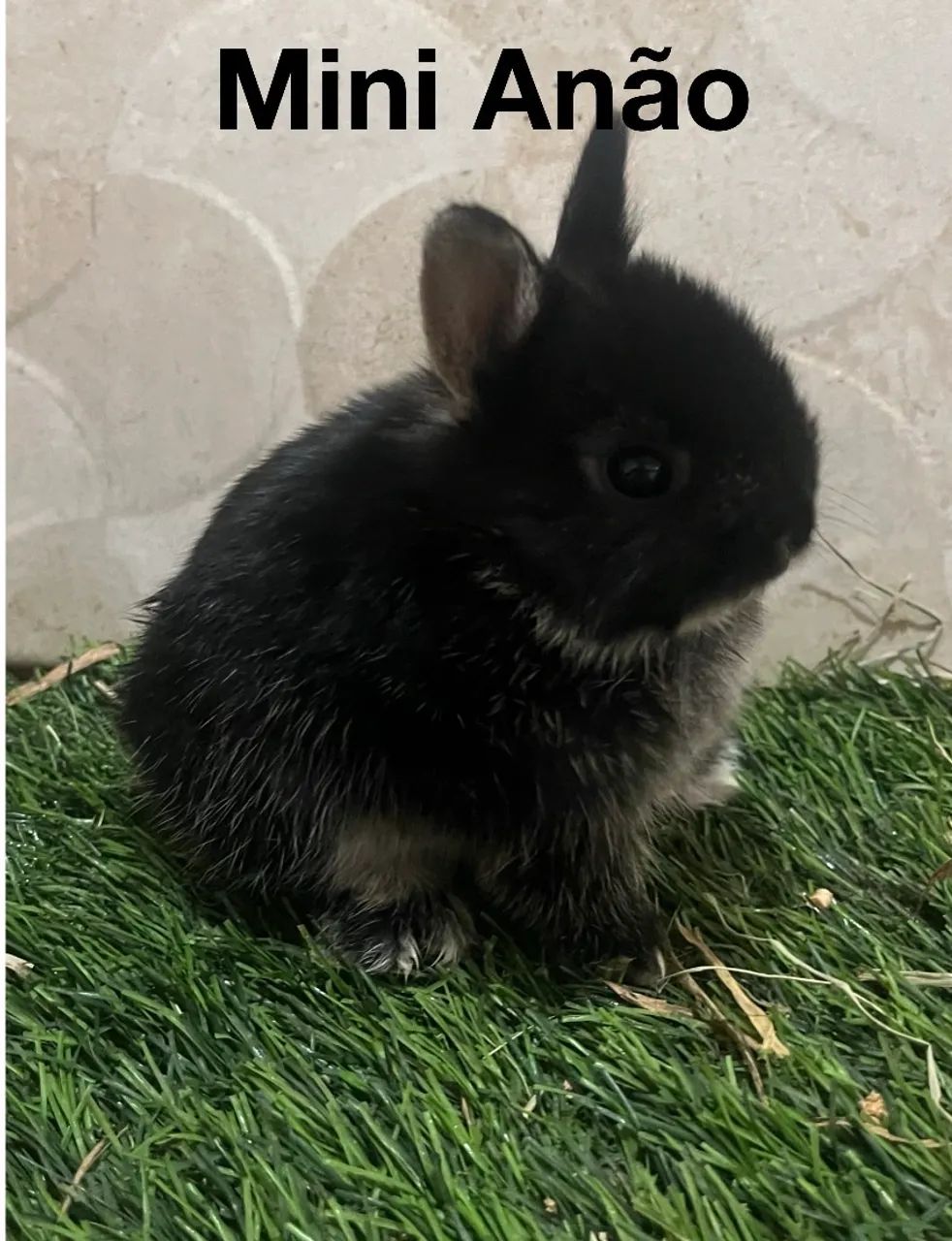 Mini coelhos
