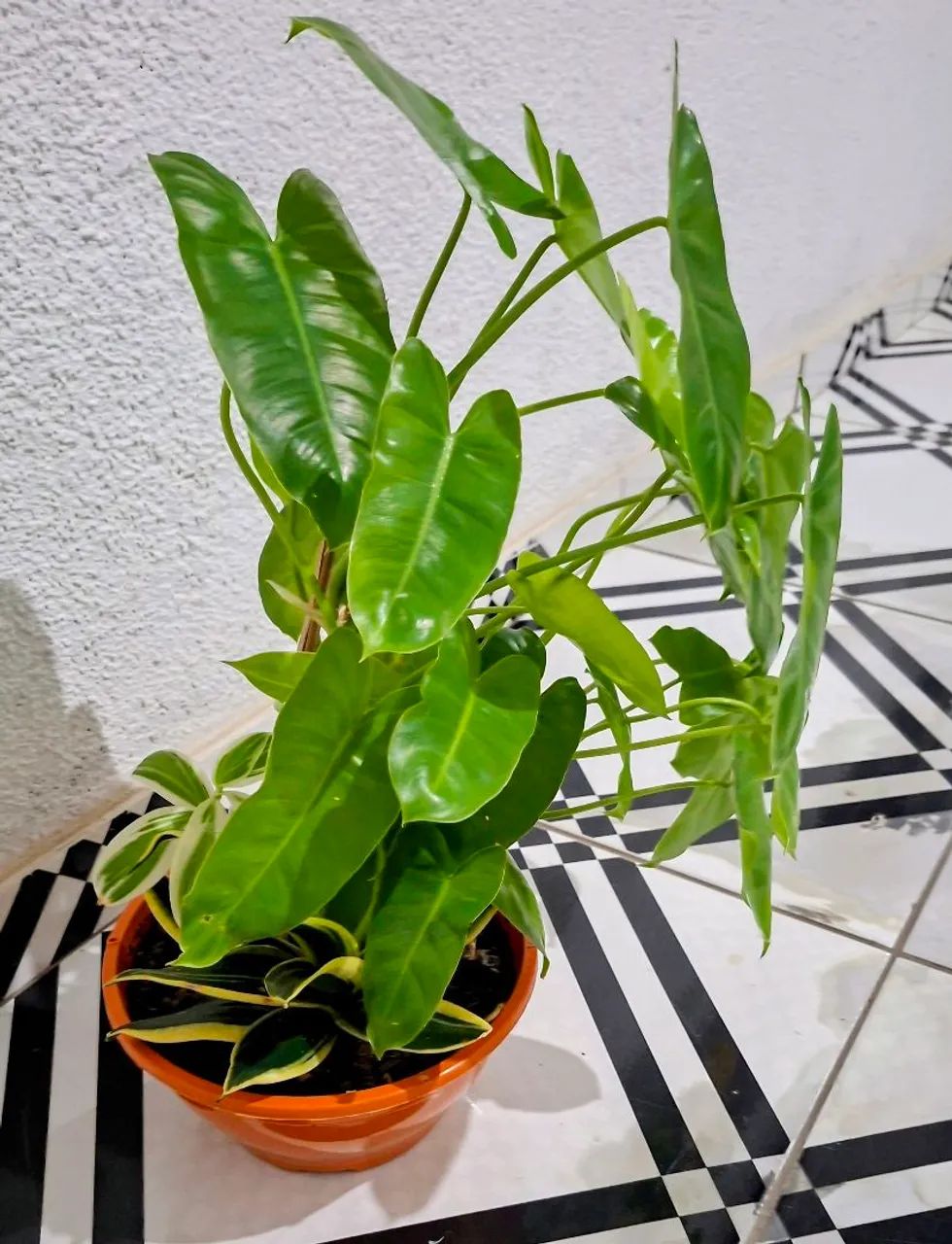 Vendo  - Foto 3