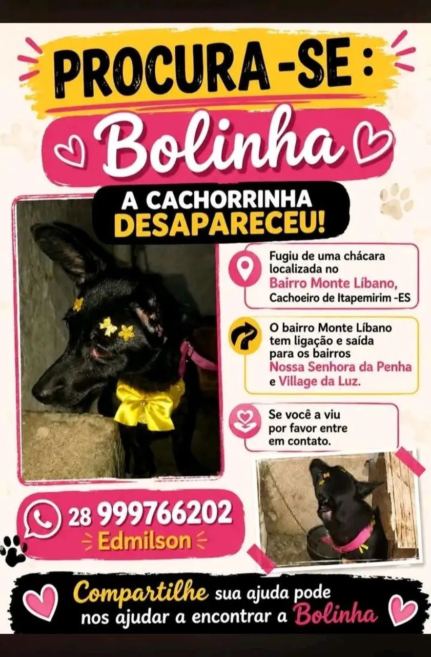 Procura- se essa cachorra 