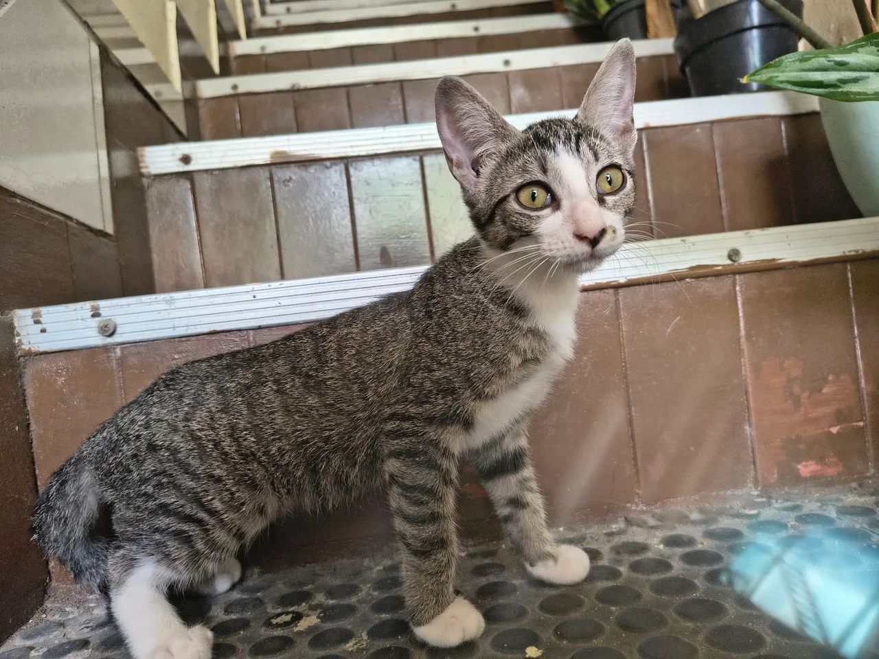 Adoção responsável - gatinha - Foto 2