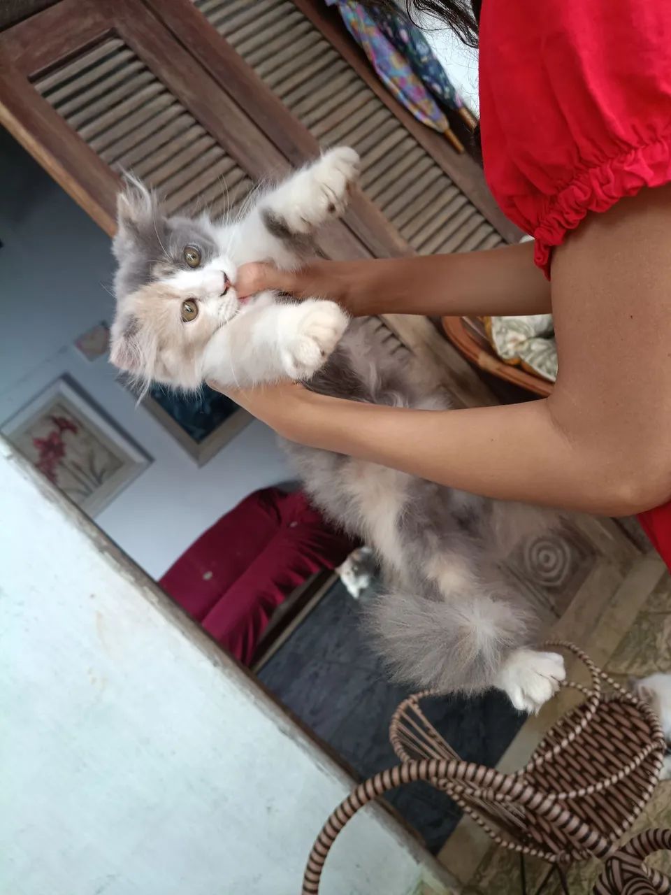 Uma gatinha persa - Foto 4