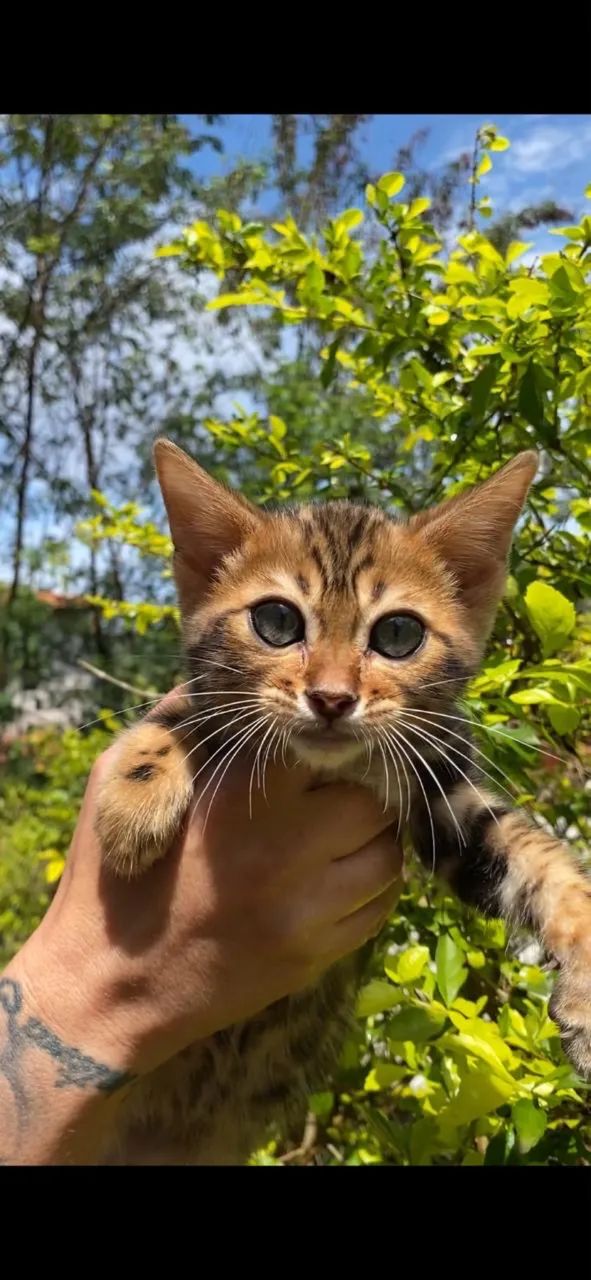 Gato Bengal Marbled - Foto 2