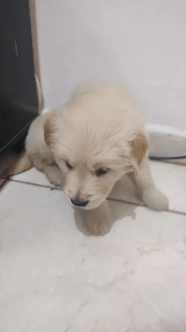 GOLDEN RETRIEVER - Foto 3