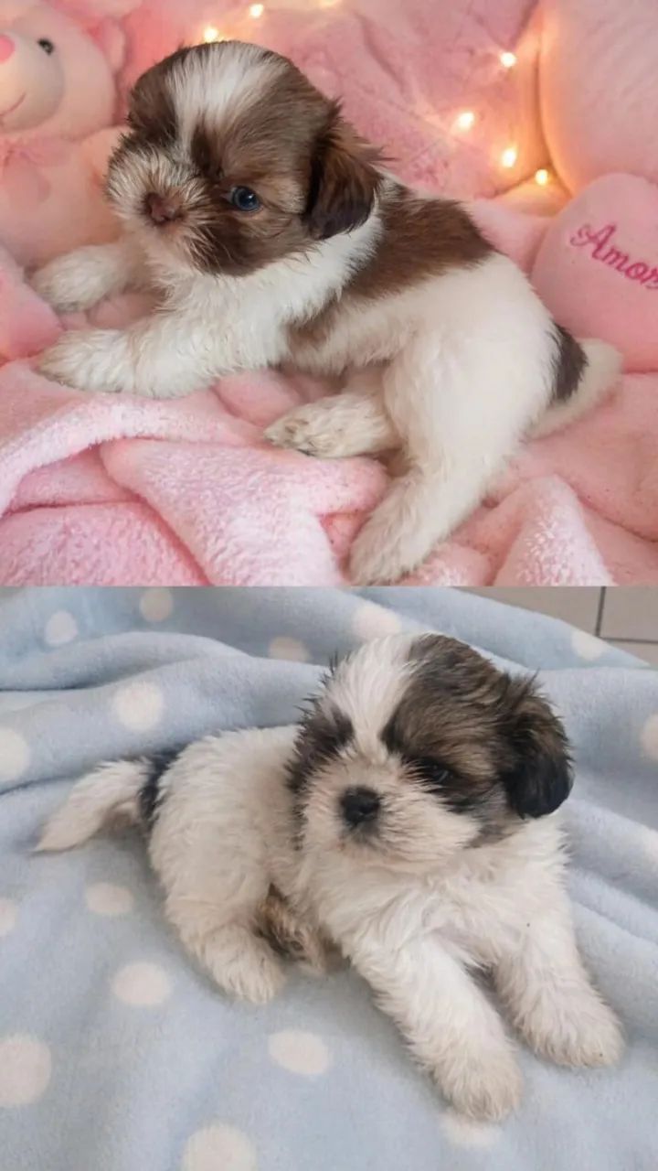 mini shih tzu com garantia e procedencia 