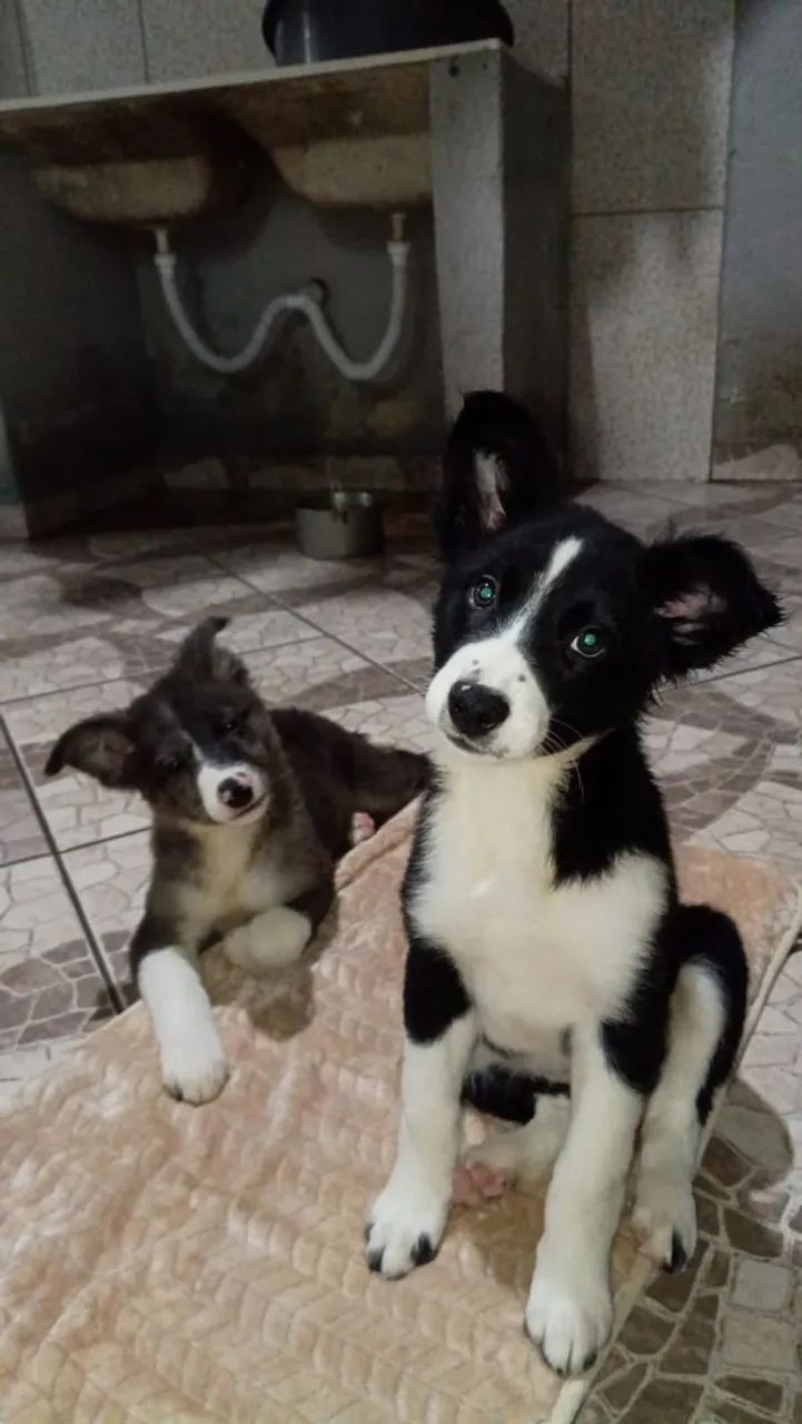 Lindas Fêmeas de Boder colli ?