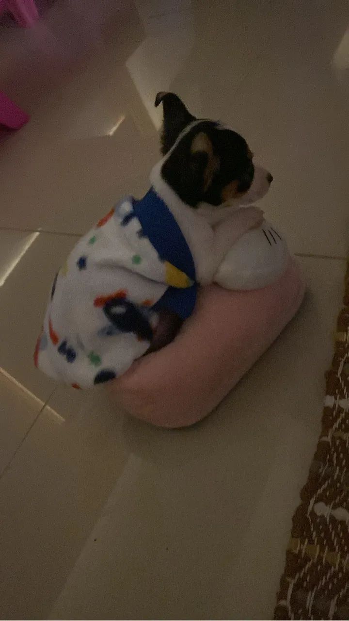 Pinscher zero  - Foto 2