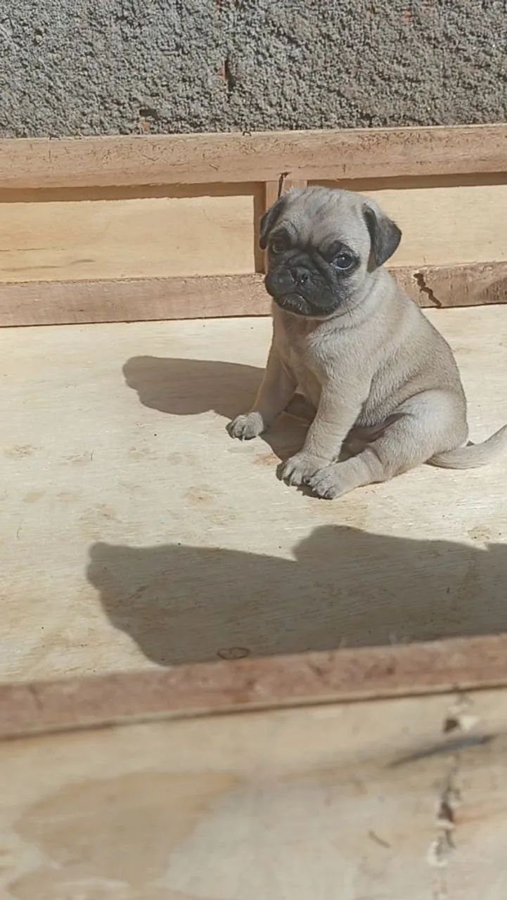 Filhotes de Pug  - Foto 2