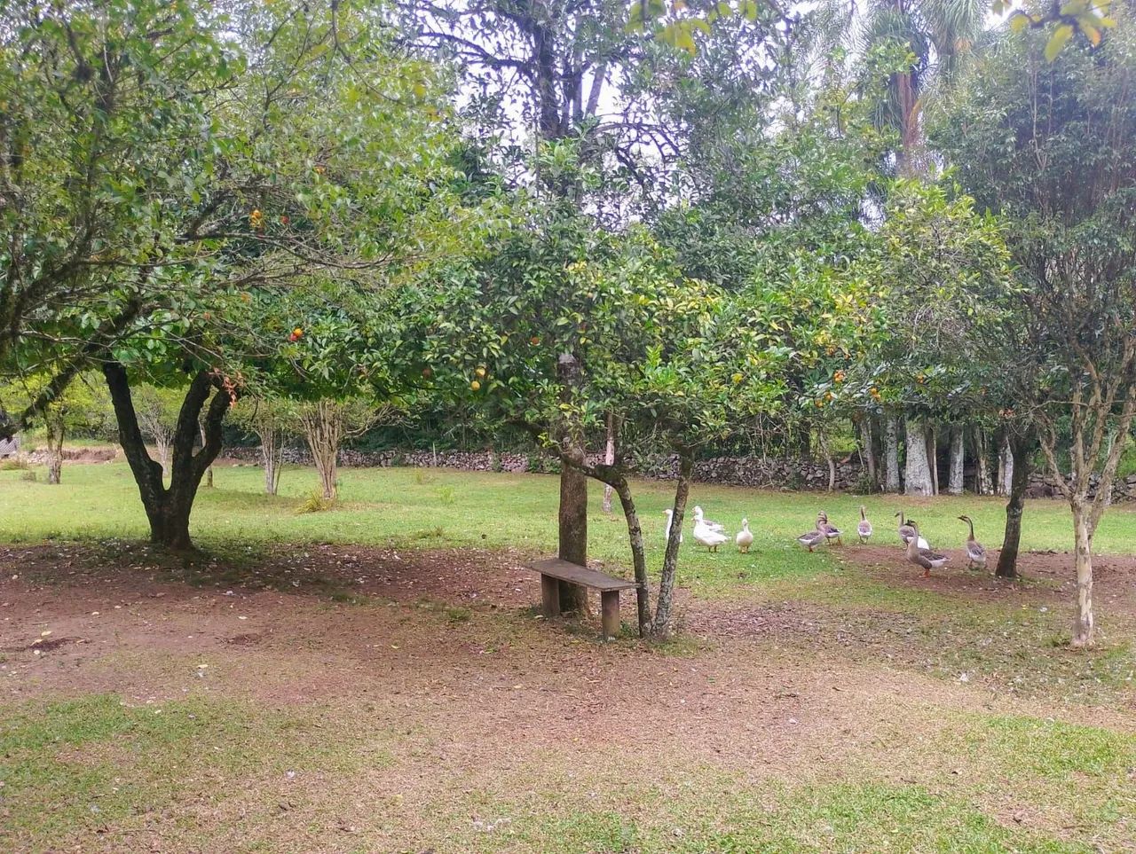 Gansos  - Foto 3