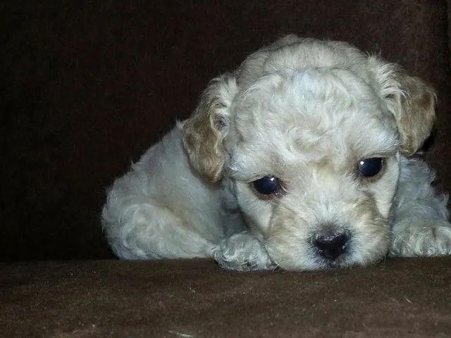 Poodle n1 macho - Foto 2