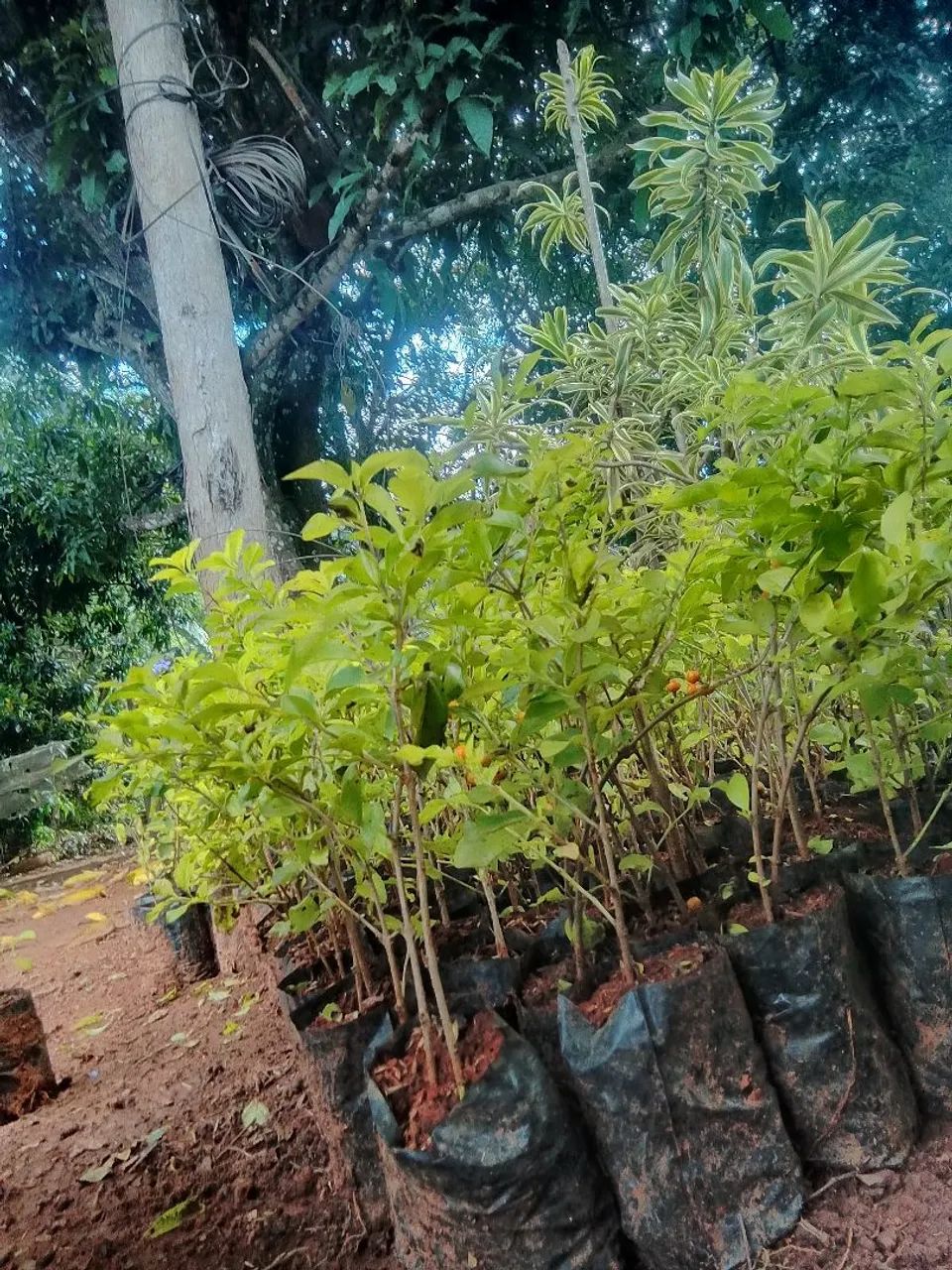 Pingo de ouro - Foto 3