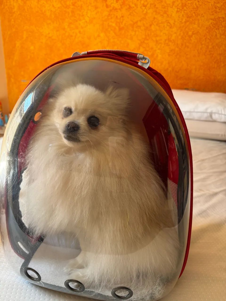 Mochila Pet Astronauta