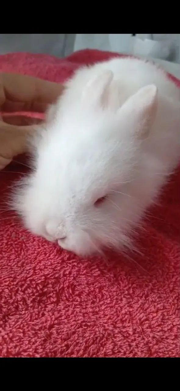 Coelhos lion Head e lop e liso 
