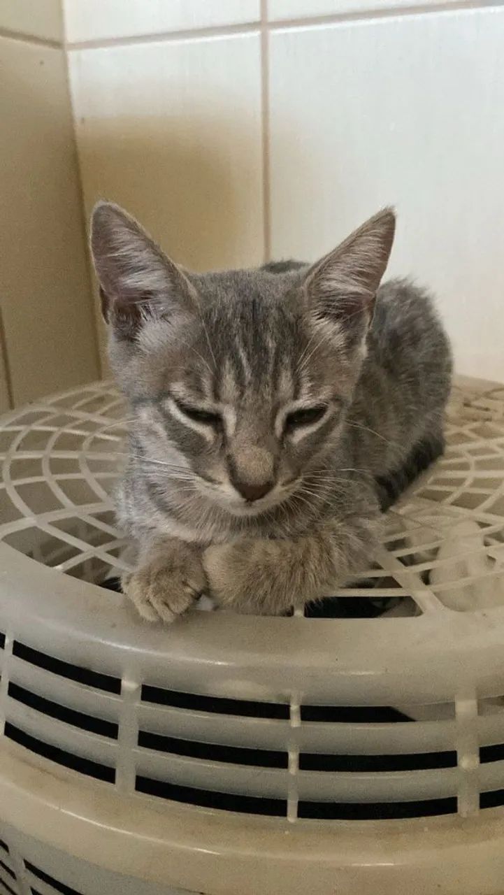 Doação gatinha filhote 