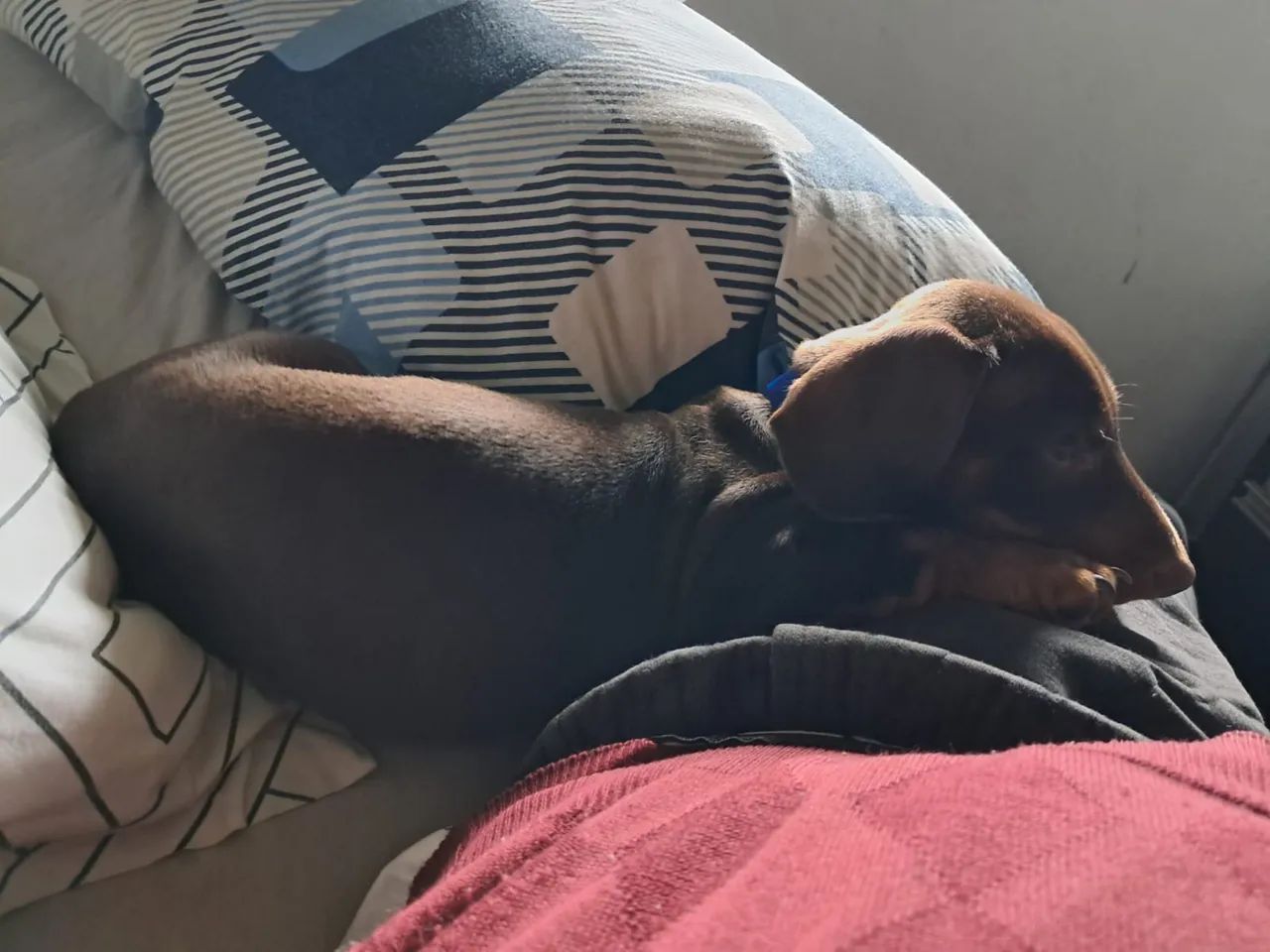 Cachorrinho Dachshund - Foto 5