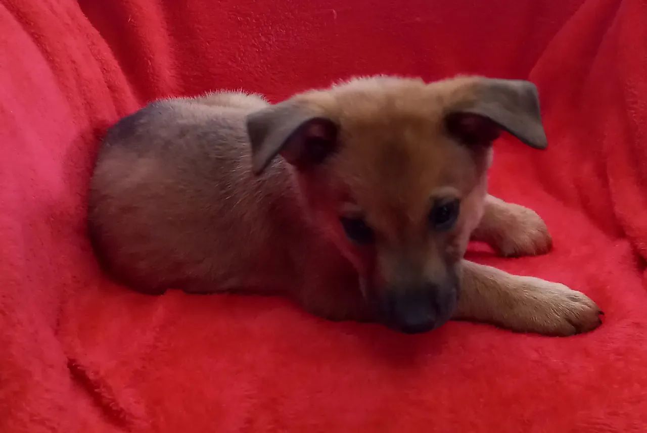 Ninhada de pastor belga malinois  - Foto 3