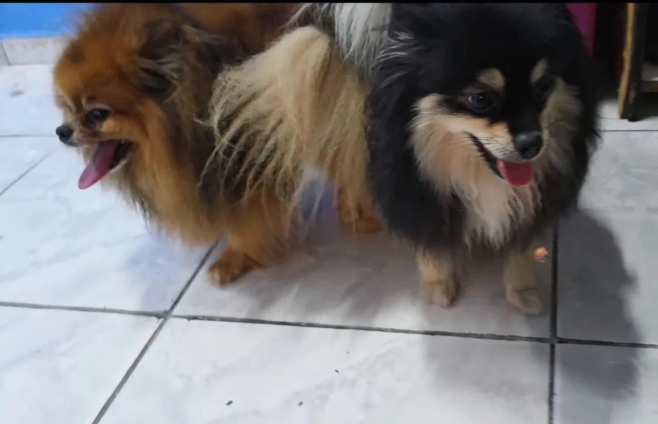 SPITZ ALEMAO - Foto 3