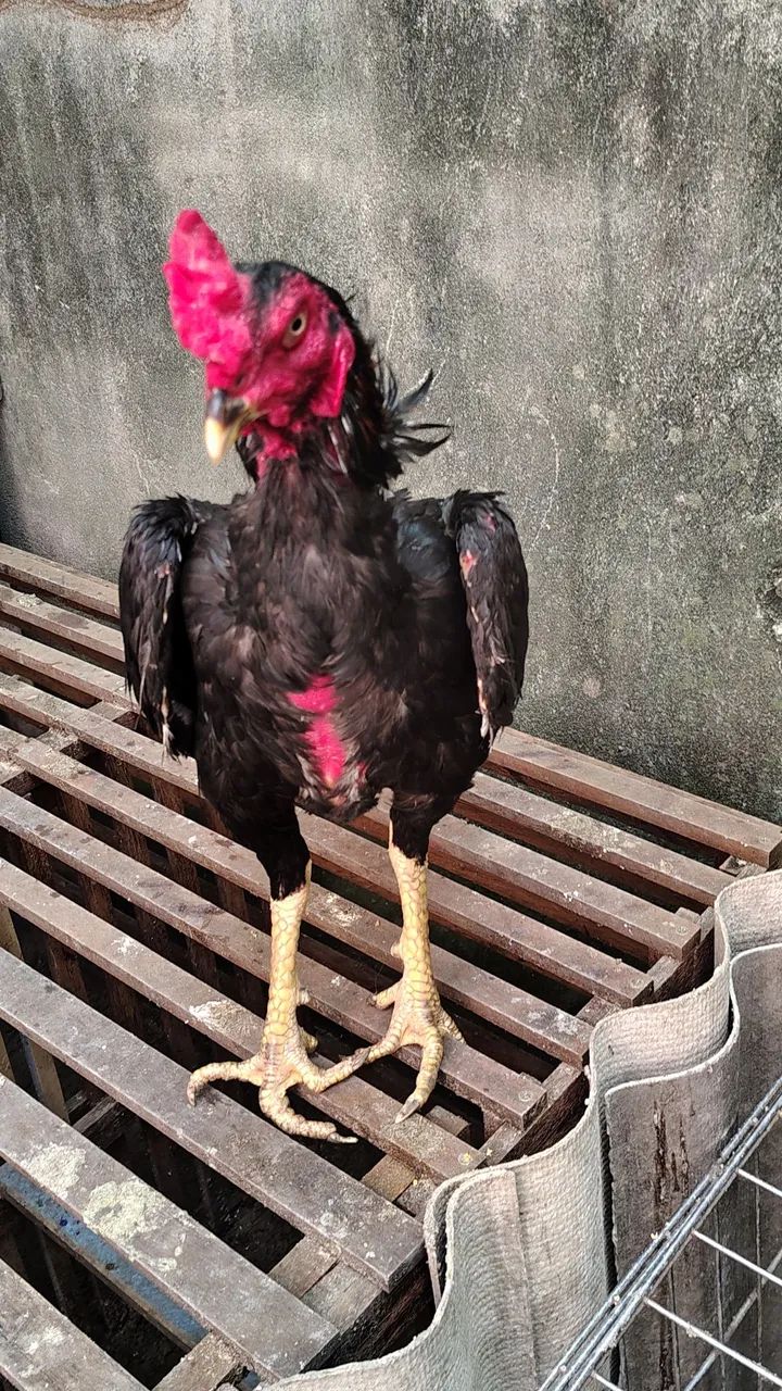 Casal de frango da raça Mura ideal para reprodutor r$ 500 individual r$ 300 - Foto 3