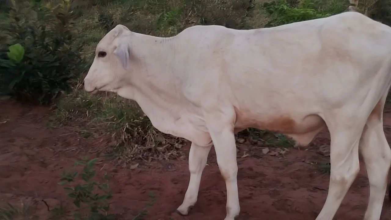 Bezerro nelore