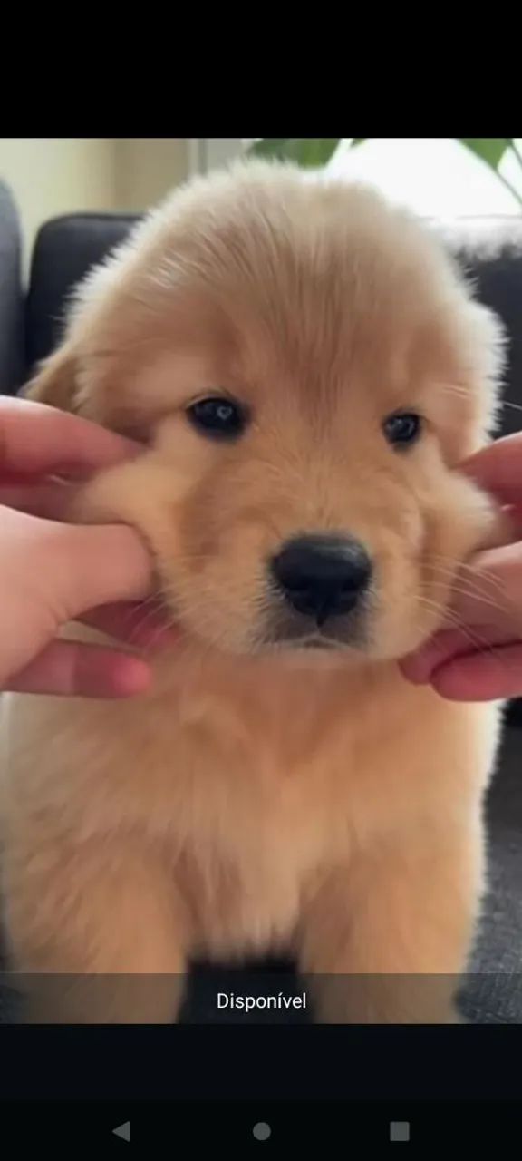 Golden Retriever  - Foto 6