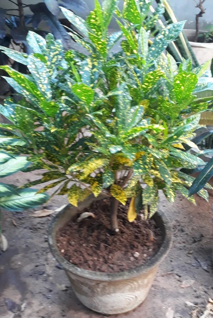 Jarros Diversos - Foto 4