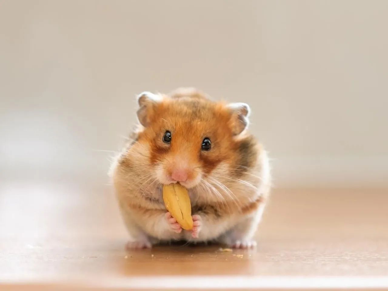 Hamster415080012842291201