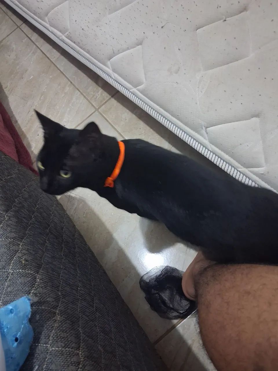 Gatinho preto 