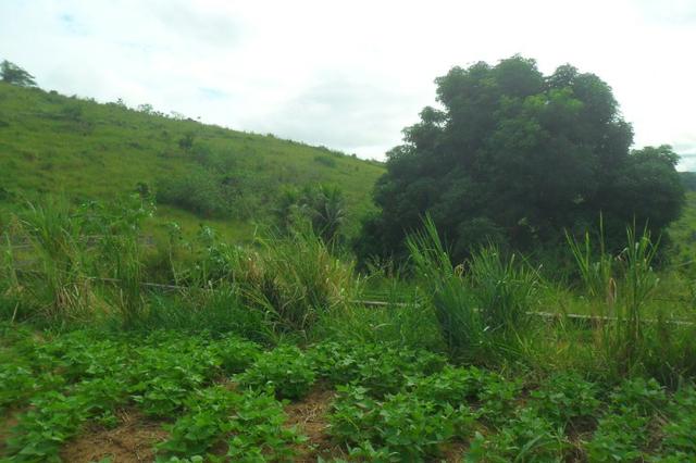 Fazenda 35 alqueires em colatina - Foto 3