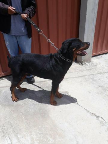 Rottweiler - Foto 2