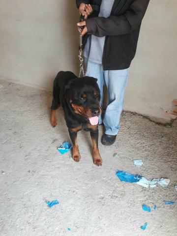 Rottweiler - Foto 3
