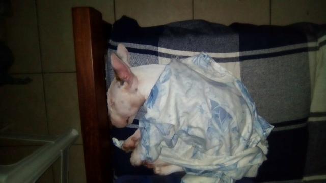 Bela Filhote de Bull Terrier Inglês - Foto 2