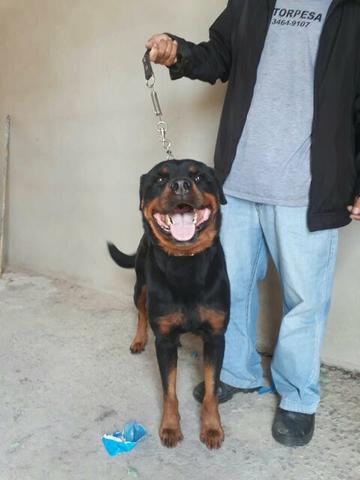 Rottweiler