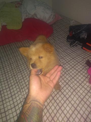 Show show macho 3 meses vacinado