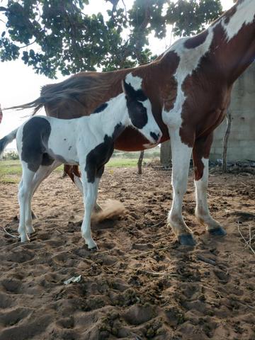 Potra paint horse