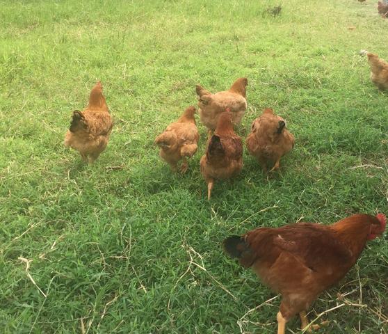 Ovos caipira ( orgânico ) - Foto 4