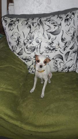 Pinscher macho