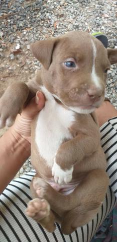 Pitbull American bully - Foto 5