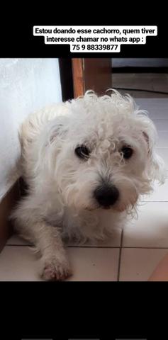 Doando cachorro