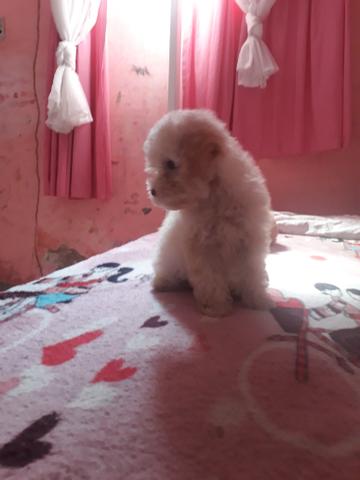 Poodle fusso marron olhos verdes macho - Foto 2