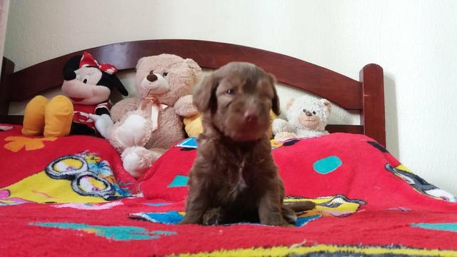 TOP dos top filhotes de poodle toy originais leia - Foto 4