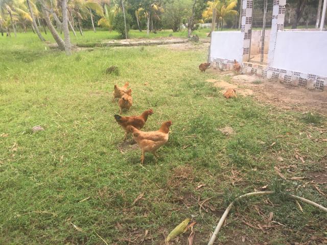 Ovos caipira ( orgânico ) - Foto 6