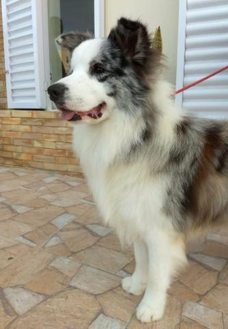 Filhotes de Border Collie com Pedigree - RESERVA