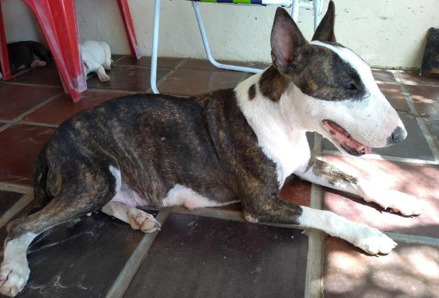 Filhotes Bull Terrier Inglês - Foto 5